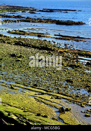 Green algae rocks on a coast of Tarifa, street of Gibraltar mediterranean  Spain, Spanish,Cadiz. Stock Photo
