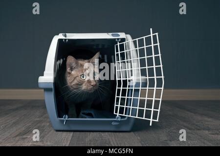 Cute ginger cat in a travel crate. Stock Photo