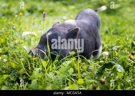 Little pig on green grass. Stock Photo