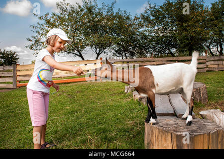 Little girl (6 years old) feeding goat on farm. Stock Photo