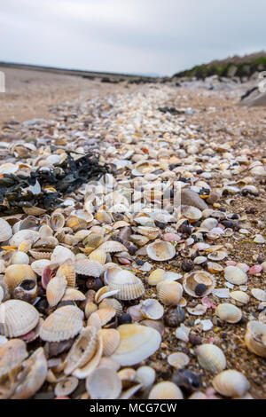 Lot's of seashells piled up at the edge of the beach taken in Morecambe Bay, England, UK on 11 April 2018 Stock Photo