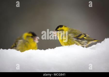 Male eurasian siskin (spinus spinus) feeding on seeds found under the snow in Winter. Tarin des aulnes mâles de nourrissant de graines en hiver. Stock Photo