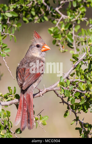 Female Northern Cardinal, Cardinalis cardinalis, looking for water and relief from summer heat, on a ranch in South Texas.