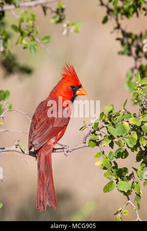 Northern Cardinal, Cardinalis cardinalis, looking for water and relief from summer heat, on a ranch in South Texas.