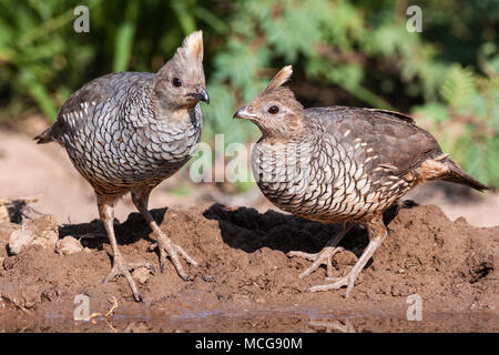 Scaled Quail, Callipepla squamata, also commonly called Blue Quail, looking for water and relief from summer heat, on a ranch in South Texas. Stock Photo