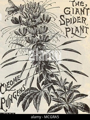 Cobeea Scandens CLEOME. (Giant Spider Plant.) 5581 Cleome Pungens.  Singular- looking rose-colored flowers; the stamens look like spi- ders'  legs, and present a very attractive appearance ; an- nual; 3 feet. (