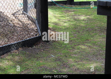 Rabbits laying down in garden in Matakana Sculptureum in New Zealand Stock Photo