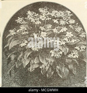 . EUCHARIS AMAZONICA. A splendid hot-house plant, blooming nearly the entire season. It sends up stalks bearing several pure white, star- shaped flowers, 4 inches across, delit^ht- fully fragrant. It is very highly prized in bouquets, baskets, etc. 30 cts. to $1.00 each. ERYTHRINA CRISTA-GALLI. (Coral Plant.) A magnificent plant, producing its scarlet and crimson pea-shaped flowers I in spikes 18 inches long. Planted in M ly they will flower profusely through the summer. They may be taken up in the fall, and kept in perfect preservation during the winter in a dry cellar, the roots covered with Stock Photo