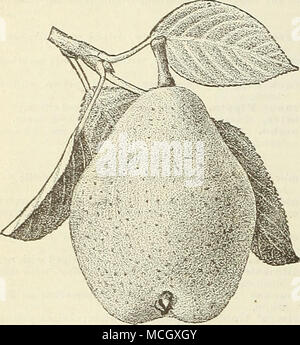 . STANDARD PEARS. Standard Pears, although probably succeeding best on a strong loam, can be grown in almost any good soil, with same treatment as Apples. Size, 5 to 6 feet. Price, 75 ets. each ; $8.00 per doz. Size, 6 to 7 feet, $1.00 each ; $10.00 per doz. Selected specimens. SUMMER VARIETrES. Bartlett. Large; yellow; juicy, fine grained, and of good flavor. Beurre Gifford. Medium ; pale yellowish green, with red cheek; juicy, sweet; of good flavor. Brandj^vine. Large; russet yellow, red cheek ; sweet, juicy and melting. Clapp's Favorite. Large; pale yellow, with crimson cheek ; juicy. Doyen Stock Photo