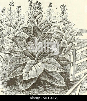 . Primus Tobacco. Primus. The first to mature and ripen, and the very earliest variety grown. Succeeds well in Canada, where few kinds will ripen, and is specially adapted to planting far North. Leaves large, fibres fine, and texture silky ; yields large crops of extra fine quality. Pkt. 10 cts., oz. 40 cts. Virginia. Of the best quality, from James River Valley. Pkt. 10 cts., oz. 40 cts. White Burley. A variety coming rapidly into favor for wrappers. In some sections it has superseded all other kinds. Pkt. 10 cts., oz. 30 cts. Farm Seeds are sent by freight or express as directed, at purchase Stock Photo