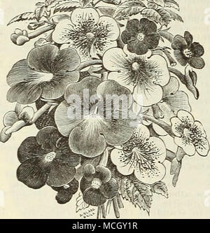 . ACHIMEN'ES. ACHIMENES. Tropical plants for summer blooming ; the scaly tubers must be preserved entirely dry during winter. In early spring, pot in peat, sand, and a little light soil. They de- light in heat, moisture and shade while growing, but in a cooler temperature when in bloom. Do not water the foliage. Excellent for baskets. 6 choice varieties named. 20 cts. each ; $2.00 per doz. ANTHERICUM. Picturatnm. A most distinct and handsome variety, differing from the well-known Antheiieum vittatum variegatum in having; a bright yellow band running through the centre of the leaf, edged with b Stock Photo