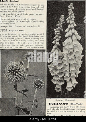 . ECHINOPS RlTRO. DORONICUM.' ECHINOPS (Globe Thistle). Interesting and showy thistle-like plants with globular heads of flowers, which can be dried and remain attractive for a long time. Banaticus. Metallic-blue flowers; 2 to 3 feet. Ritro. Flowers deep metallic-blue; 3 feet. Ruthenicus. Flower heads glaucous-blue; 4 feet. Sphaerocephalus. White flower heads; 5 to 7 feet. 20 cts. each; £2.00 per doz. One each of the 4 sorts for 75 cts. EPIMEDIUM. (Barren-wort, Bishop's Hat.) Dwarf-growing plants, with leathery foliage and panicles of interesting flowers; the foliage of all the varieties offer Stock Photo