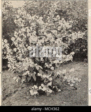 . PniLiDELPHl'S CORONARIUS. Lonicera Fragrantissima [Fro- grant Upright Honeysuckle). A spreading Shiub wilh deep green foliage and fragrant white flowers, appearing before the leaves. 25 cts. each. â LedebOUri. Very distinct, produc- ing red (lowers in May. 25 cts. each. â Morrowl. A handsome Japanese variety with white flowers during May, but especially valuable for its bright red fruit during the summer and autumn months. 25 cts. each. â Tartarica ( Tartarian 'Honey- suckle. ) Pink flowers, contrasting beautifully with the foliage ; blooms in June. 25 cts. each. â Tartarica alba ( White Tar Stock Photo