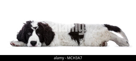 Sweet black and white Landseer pup / dog laying down side ways with head on paws isolated on white background looking innocent into lens Stock Photo