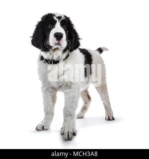 Sweet black and white Landseer pup / dog standing isolated on white background looking beside lens Stock Photo