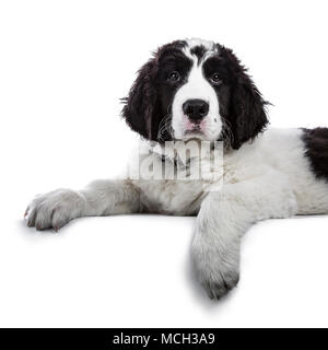 Portrait of sweet black and white Landseer pup / dog laying down with paws over edge isolated on white background looking into lens Stock Photo