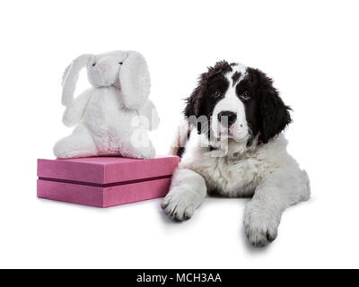 Sweet black and white Landseer pup / dog laying down with white toy rabbit and pink box isolated on white background looking into lens Stock Photo