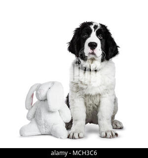 Sweet black and white Landseer pup / dog sitting facing camera with white toy rabbit isolated on white background looking into lens Stock Photo