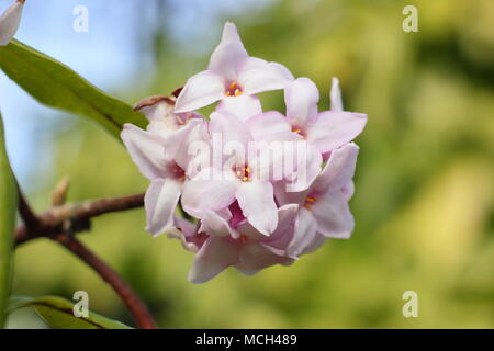 Daphne bholua 'Jacqueline Postill',. Daphne 'Jacqueline Postill' winter flowering, highly fragrant shrub, UK Stock Photo