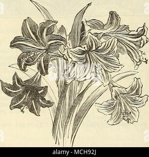 . Amaryllis. Splendid flowering bulbs, suitable for green- house, room or garden cultivation. For in-door use, they should be grown in pots, well drained, in a soil of equal parts of peat, leaf-mould and loam ; after flowering, the bulbs must be ripened off by discontinuing water as the foliage shows signs of dying; when at rest, store away in a dry, cool place, leaving the bulbs in the pots. The flowers are lily-shaped, very show}-, and are borne from two to eight on a stem. The time of blooming can be regulated by starting the bulbs either late or early. Each. Auiica. Dark crimson, shaded gr Stock Photo