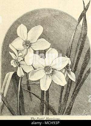 . 'HE lowering of the price of bulbs to a point that brings them within reach of all, has had a tendency to increase, in large measure, their cultivation. They are indispensable where early flowers are desired, as long before frost has departed, the Crocus, Scillas, Snowdrops and Daffodils, have made their ap- pearance and hasten to display their charming flowers in defiance of chill winds and unpromis- ing skies. In turn they are followed by Tulips and Hyacinths, which make the garden gay with bright and glowing tints, which show to perfec- tion pgainst the soft green of the early grasses. Bu Stock Photo
