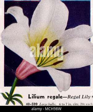 . Llllum regale—Rega/JLi7y (i&gt; 40-605 Lilium speciosum ruorum—5/101^ Lily Stately plants 4 ft. tall, bearing a grand display of large artistic blooms during August and early September. The flowers are rosy white heavily flushed with rosy crimson and liberally dotted with deep crimson spots. Perfectly hardy and well suited to our climate. Lime enduring. Cover bulbs 8 in. deep. (Oct. delivery.) 60c each; 3 for SI.60; 12 for $6,00. Sweet-scented blooms in June. 3-5 ft. tall. Impartial to sun and shade. Lime enduring. Cover 7 in. deep. (Oct. deliverj'.) 40-599 Largebttlbs. 6 to 7 in. circ. 20c  Stock Photo