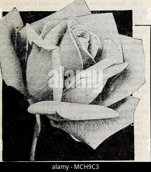 . 18-225 R. M. S. Queen Mary (H. A. Verschuren. 1937). Plant Patent No. 249. A mag- nificent Rose combining vivid shades of rich glowing salmon with exquisite pure pink and an orange base. The buds are long and pointed and the gracefully formed flowers have an intriguing fragrance. Beautiful beyond description. Awarded four Gold Medals and three First Class Certificates in Europe and U. S. A. $1.00 each; $10.00 per doz. Red Velvet Stock Photo