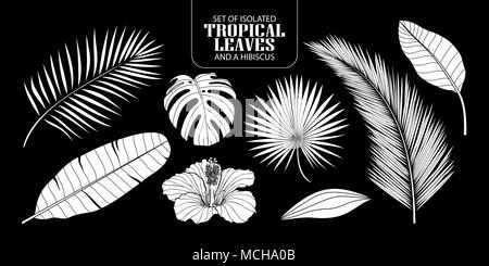 Set of isolated white silhouette tropical leaves in 8 styles and a hibiscus. Vector illustration of botanical in white plane without outline on black  Stock Vector