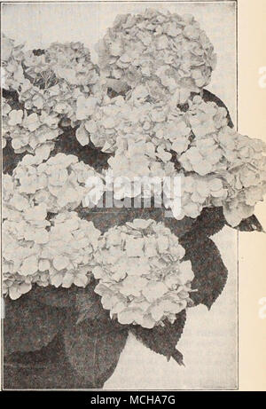 french-hydrangea-for-hardy-shrub-hydrangeas-see-page-200-stock-photo