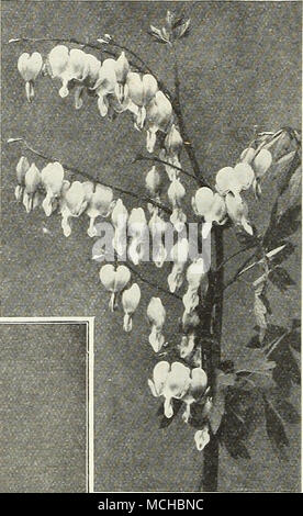 . Kii'jJ sp Ij wok. --m 10^ ^ ^' -. r is* ^B fir ^f% â f : J Tp&amp;M DORONICUM Digitalis (Foxglove) Dracocephalum (Dragon's Head) Ruyschiana. A neat border as well as rock plant, bearing attractive blue flowers during July; 2 feet. 30 cts. Dielytra (Bleeding Heart) each; $3.00 per doz. Doronicum (Leopard's Bane) Excelsum. Large bright yellow daisy-like flowers and one of the most effective very early spring flowering perennials. There are many who have seen this only as a single plant, here or there in a hardy border, and have no idea of the effect it has when planted in a mass. Also a splend Stock Photo