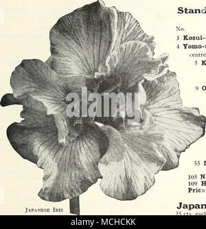 . Standard Collection Japanese Iris Order by name or number. No. 3 Kosui-no-iro. Violet-blue veined with white; 6 petals. 4 Yomo-no-umi. Finest white with six large petals, yellow ray in centre of each petal, forming a six-pointed star. 5 Koki-no-iro. Six petals, rich royal purple and few light veins radiating from the 'golden-yellow centre; standards white, tipped with rich purple. Extra fine. 9 Oniga-shima. Double dark blue veined white. 11 Hano-no-nishiki. Bright violet purple with white veinings, three well rounded petals. 19 Kyodaisan. Three large petals light lilac blue, the nearest appr Stock Photo