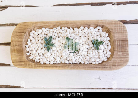 Succulents, white pepples and vintage table Stock Photo