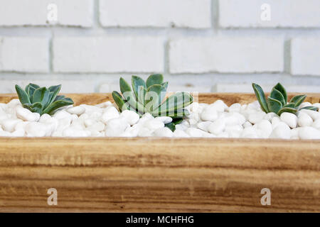 Succulents, white pepples and vintage table Stock Photo