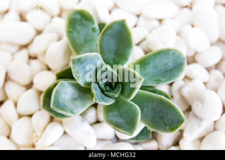 Isolated green succulent on bed of white pebbles Stock Photo