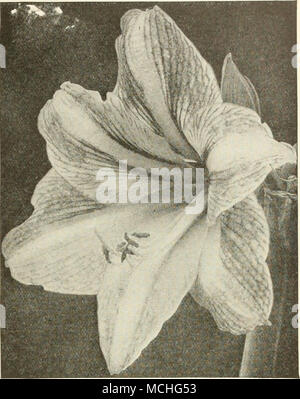 . Dreer's Giant American Hybrid Amaryllis Anthurium Andreanum. A pretty greenhouse plant, not only as a deco- rative plant, but as a cut flower, their peculiar shaped flowers frequently last on the plants from 2 to 3 months. We offer a pretty light rose-colored variety in 4-inch pots at $1.50 each. Antigonon Leptopus (Mountain Rose) The pink or rosy-red colored form of this is one of the most conspicuous and beautiful climbers grown in the Southern States, verandas or trellises covered with same are extremely showy and beautiful. In the north the Antigonon makes a splendid climber for the gree Stock Photo