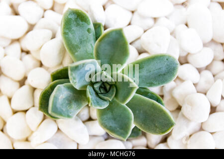 Isolated green succulent on bed of white pebbles Stock Photo