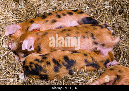 Oxford Sandy and Black piglets often also called plum pudding pig a rare breed that has been rescued from extinction and one of the oldest native pigs Stock Photo