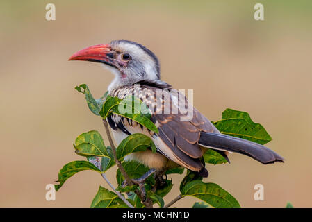 RED-BILLED HORNBILL (TOCKUS SP.) PERCHED ON TREE TOP, TARANGIRE NATIONAL PARK, TANZANIA Stock Photo