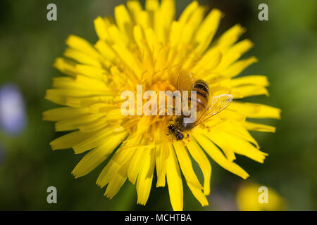 yellow dandelion closeup with bee Stock Photo
