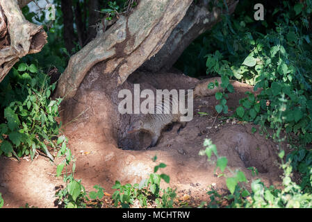 BANDED MONGOOSE (MUNGOS MUNGO) AT DEN HOLE, TARANGIRE NATIONAL PARK, TANZANIA Stock Photo