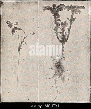 Nodulating Faba Roots Nitrogen fixation nodules on a field bean root Vicia faba Stock Photo ...