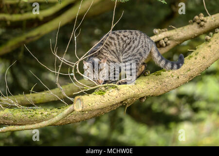 Young tabby cat, bengal cat climbing a Monterey Cyprus tree,sniffing one of the branches Stock Photo