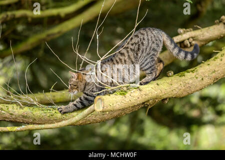 Young tabby cat, bengal cat climbing a Monterey Cyprus tree, high up on it's branches, stretching out. Stock Photo
