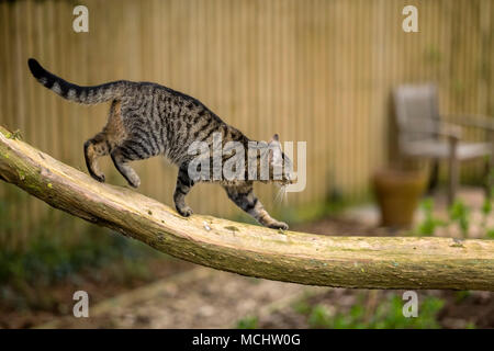 Young tabby cat, bengal cat walking alond a low branch on a Monterey Cyprus tree. Stock Photo