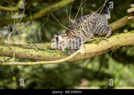 Young tabby cat, bengal cat climbing a Monterey Cyprus tree, peering down from high up on it's branches Stock Photo