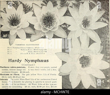 . No. 1. Nymphaea Odorata Sulphurea, offered below No. 2. &quot; Marliacea Rosea, offered on page 270 No. 3. &quot; &quot; Alb'ida, offered on page 270 No. 4. &quot; Odorata W. B. Shaw, offered below Hardy Nymphseas (Confzmied.) Marliacea rubra-punctata. Flowers deep rosy-purple, spotted carmine, stamens orange-red. A very choice variety, and a free, continuous bloomer. $2.00 each. Mexicana or Flava. The pale yellow Water Lily of Florida. 50 cts. each; $5.00 per doz. Odorata. The native White Pond Lily of the northeastern United States. Very desirable for planting in quantity in natural ponds  Stock Photo