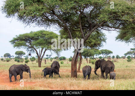 AFRICAN ELEPHANT HERD (LOXODONTA AFRICANA) STANDING IN SHADE UNDER ACACIA TREE, TARANGIRE NATIONAL PARK, TANZANIA Stock Photo