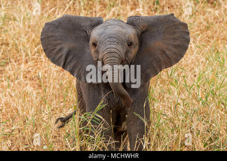 CLOSE UP OF AFRICAN ELEPHANT (LOXODONTA AFRICANA) CALF STANDING IN GRASS, TARANGIRE NATIONAL PARK, TANZANIA Stock Photo