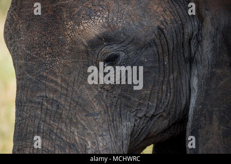 CLOSE UP OF AFRICAN ELEPHANT FACE, TARANGIRE NATIONAL PARK, TANZANIA Stock Photo