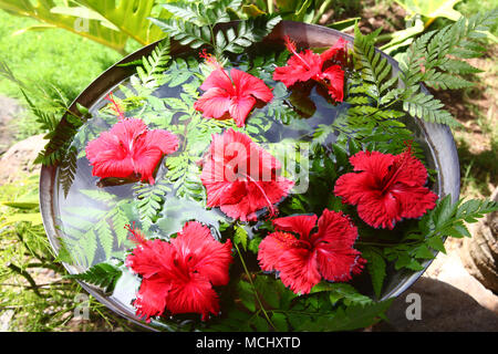 Red hibiscus flowers floating in water surrounded by tropical green foliage and ferns, Bora Bora, South Pacific. Stock Photo